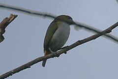Euphonia chrysopasta