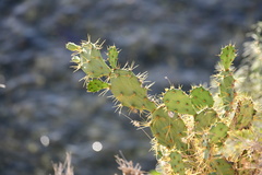 Opuntia militaris