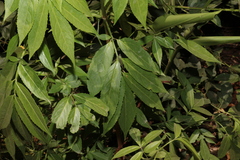 Sambucus australasica
