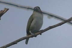 Euphonia chrysopasta