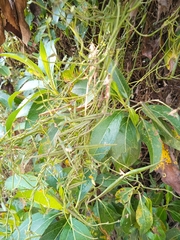 Gentianales