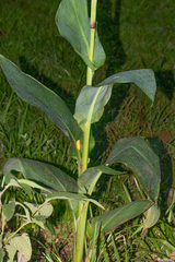 Canna × generalis