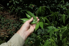 Sambucus australasica