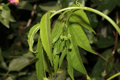 Sambucus australasica