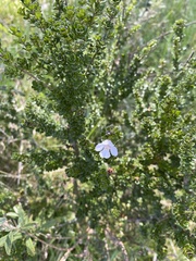 Prostanthera cuneata