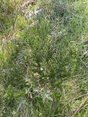 Prostanthera cuneata