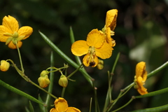 Senna sophera