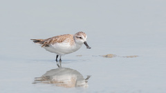 Calidris pygmaea