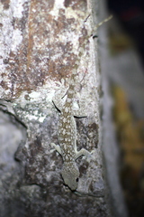 Blaesodactylus boivini