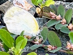 Eurema elathea