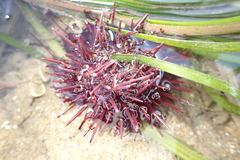 Mesocentrotus franciscanus