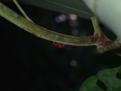 Camponotus hannani