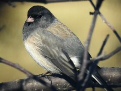 Junco hyemalis montanus