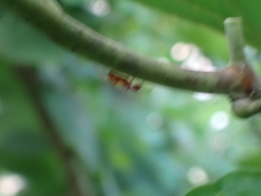 Camponotus hannani