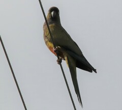 Cyanoliseus patagonus