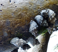 Thaisella kiosquiformis