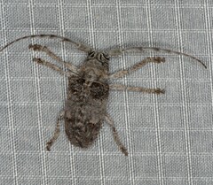 Crossotus stypticus