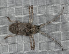 Crossotus stypticus