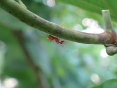 Camponotus hannani