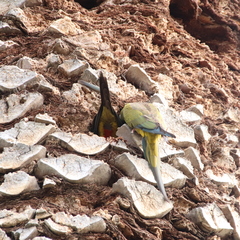 Cyanoliseus patagonus