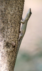 Phelsuma abbotti
