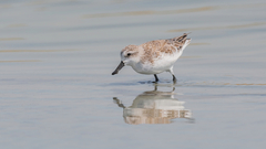 Calidris pygmaea