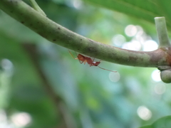 Camponotus hannani