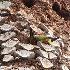 Cyanoliseus patagonus