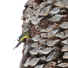 Cyanoliseus patagonus