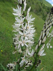 Asphodelus macrocarpus macrocarpus