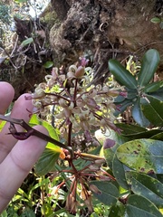 Smilax melastomifolia