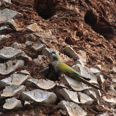 Cyanoliseus patagonus