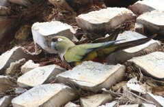 Cyanoliseus patagonus