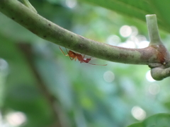 Camponotus hannani
