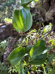 Smilax melastomifolia