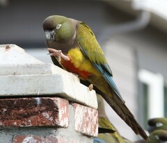 Cyanoliseus patagonus