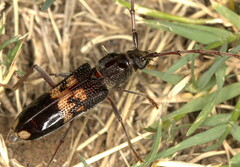 Phoracantha semipunctata