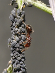 Notoncus ectatommoides