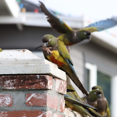 Cyanoliseus patagonus