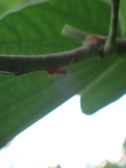 Camponotus hannani