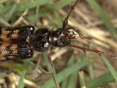 Phoracantha semipunctata