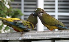 Cyanoliseus patagonus