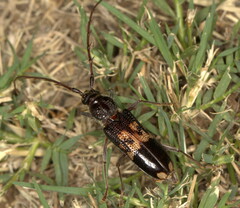Phoracantha semipunctata