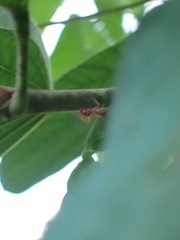 Camponotus hannani