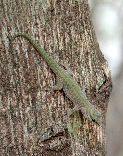 Abbott's Day Gecko