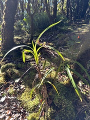 Dianella sandwicensis
