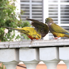 Cyanoliseus patagonus