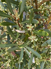 Tasmannia xerophila