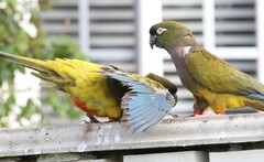 Cyanoliseus patagonus