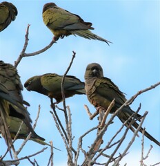 Cyanoliseus patagonus
